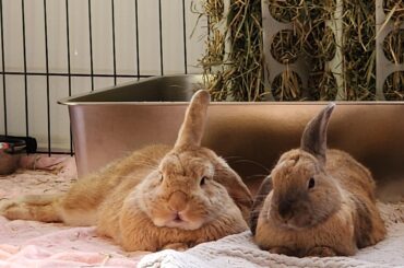 Two perfectly baked buns