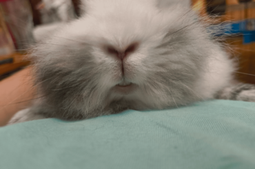 Teef