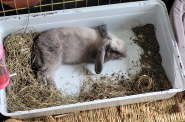 Simon is resting🤗