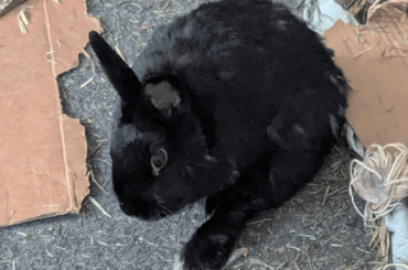 RHDV2 Q: It has been 1 year and 1 month since my rabbit's last vaccination. Can she just get the booster?