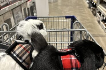 Help!! Humping Problems