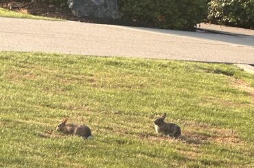 Saw some bunnies on campus