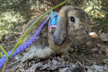 Rescue dumped bun update 3
