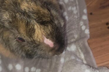 HELP bald spot on my bunnies face