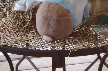 Accidentally left the bag open and now it's infested