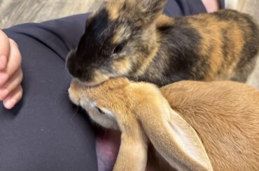 Rescued Rabbits
