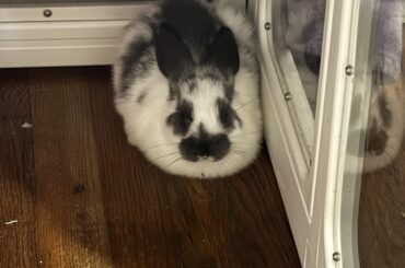 mochi loaf