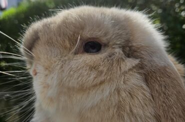 Lump on rabbit's face