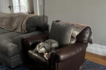 distinguished gentleman