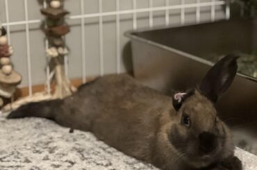 Foster baby 🥹