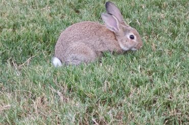 We just got this bunny, what so we need to know?