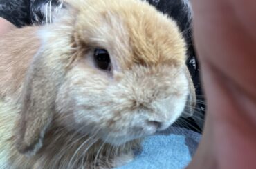 Rehoming bunny in TX