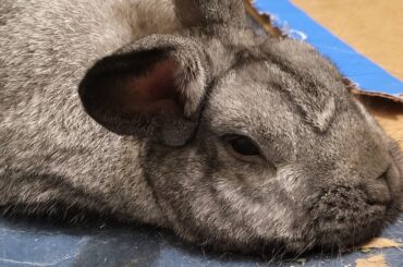 Sleepy bun
