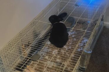 Cage sizing??