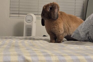 Hooman, I wasnt expecting you