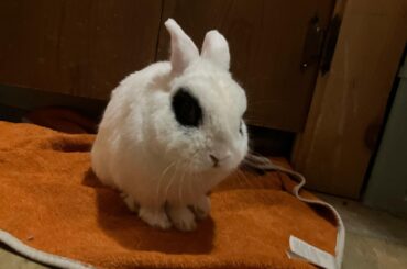 Look at this boy. His name is Snowball.