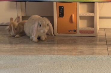 Breed ID