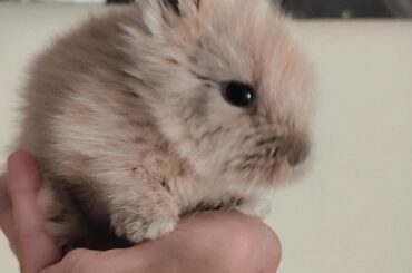 This is Milka one of my baby bunnies I'm wondering what her fur color is called? She has a full cream/fawn body but the tip of her nose and ears are smoky colored.