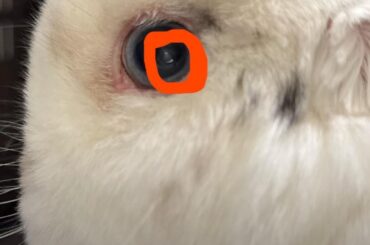What is wrong with my bunnies eye?