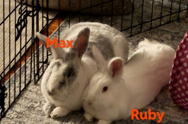 My rabbit hates being combed!!