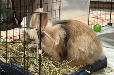 It’s confirmed , my bunny is eating his normal poos.