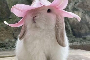 they r soo cute, i used to own one!: 🐰