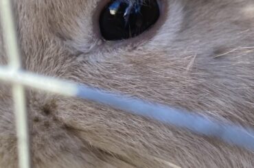 What is this thing on my bunny’s eye?
