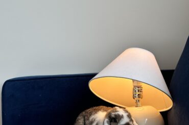 Miso discovering the life of free roaming