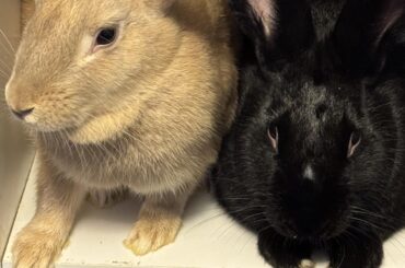 I think bun is pregnant