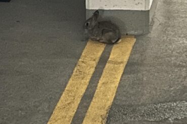 Wild bunny or pet? Help!