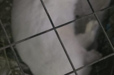 Trilly's first (confirmed) flop!