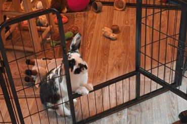 Tiny waiting patiently