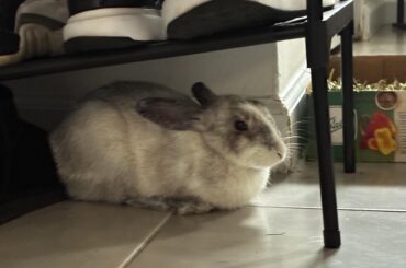 What breed is this baby?