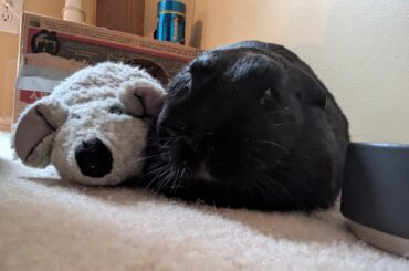 Post vet nap