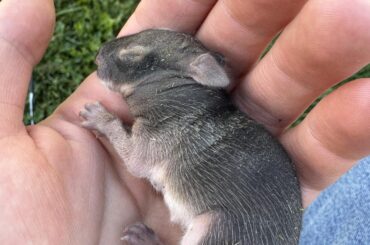 Found injured baby bunny alone in grass. Help.