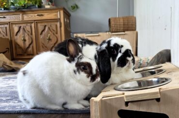 Hungry!