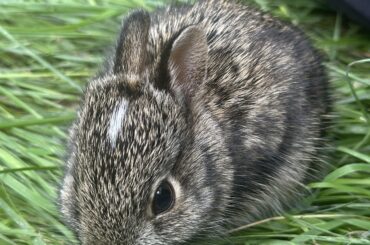 Final Wild Bun update