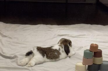 Saw Miso doing the superman sploot for the first time