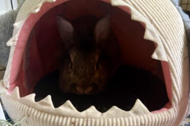 Do the needs pellets?
