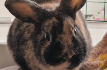 My bunny doesn't flop