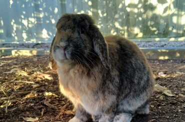 Heidi enjoying outdoors