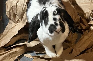 Someone is a very happy bunny