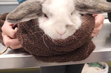 Bun burrito at the vet