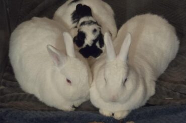 The Triumvirate shall deliver your judgement 🐇