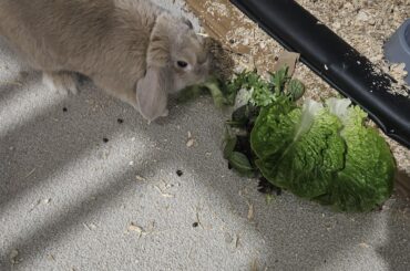 Little bunny with big salad