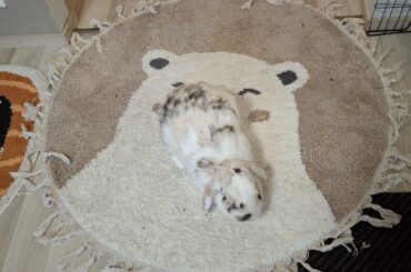 has anyone seen my bun? can't find him anywhere