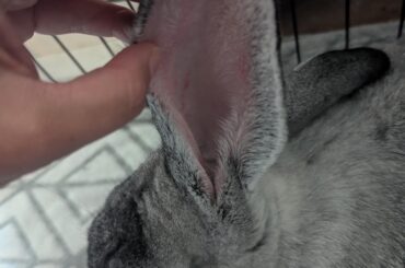 Has anyone used Absorbine Silver Honey on their bunny before?