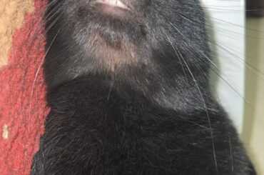 Feeling cute, might nip my human later I dunno.