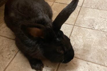 Making sure this is a domestic rabbit