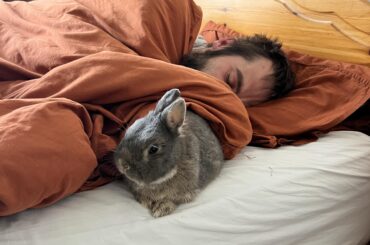 Rabbit pees when I get home